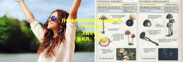 гашик Бородино